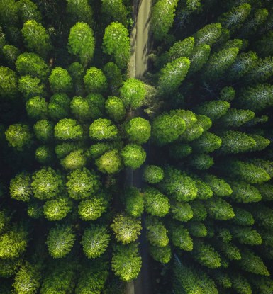 Trees