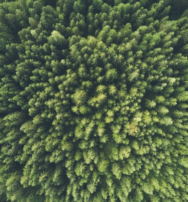 Forêt