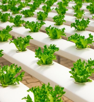 Article_MAEVA Sécurité Alimentaire