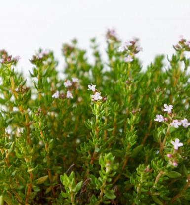 Aromates Article MS Entrepreneuriat & Innovation