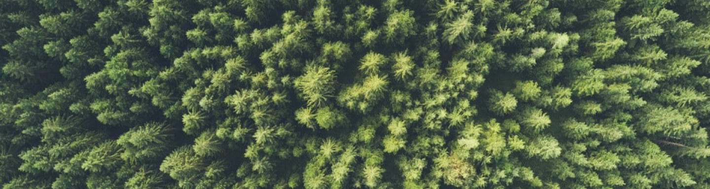 Forêt