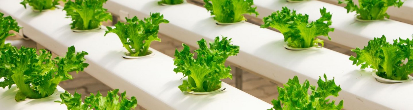 Article_MAEVA Sécurité Alimentaire