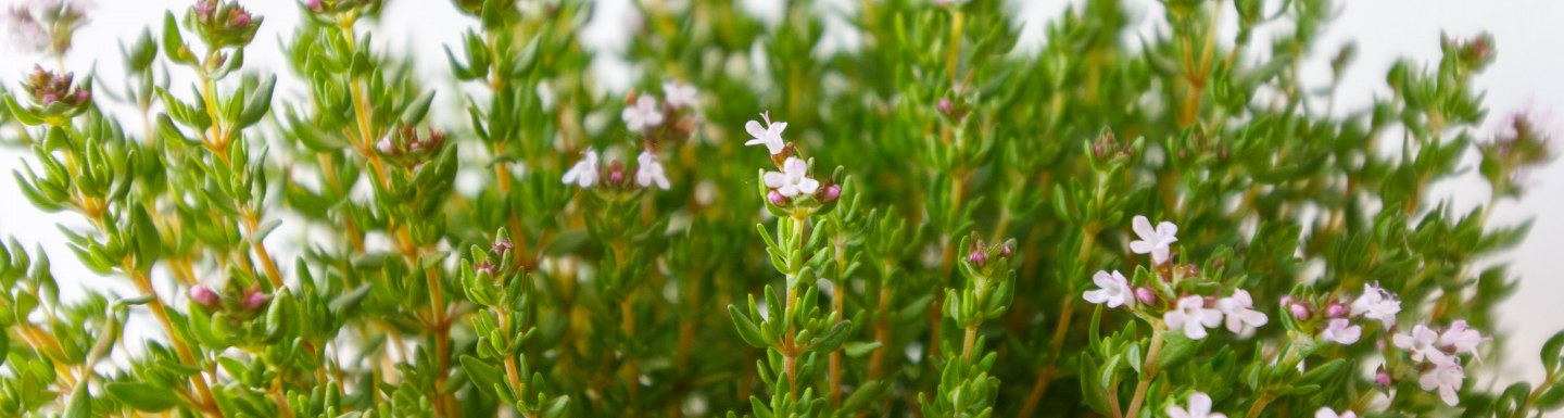 Aromates Article MS Entrepreneuriat & Innovation
